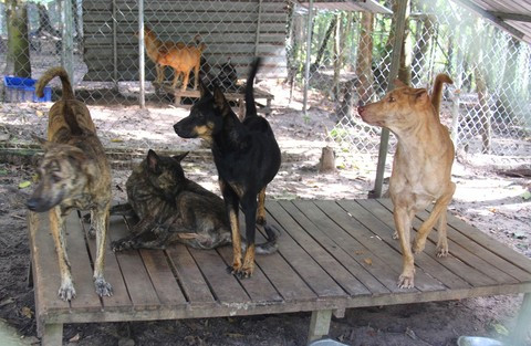 Chó Phú Quốc có 6 tiêu chí xác định như: phải có xoáy ở lưng, ngực nở - bụng thon, đuôi vót cần câu, lông sát dưới 2cm, chân màng vịt, xuất xứ từ Phú Quốc.