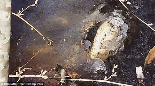 Đặc biệt, cá sấu biết chính xác lúc nào mặt hồ sẽ bị đóng băng nên canh đúng thời điểm mặt nước chuẩn bị đóng băng, cá sấu vươn chiếc mõm lên và chờ đợi. Nên dù bị giam dưới nước nhưng cá sấu vẫn có thể thở được bình thường.