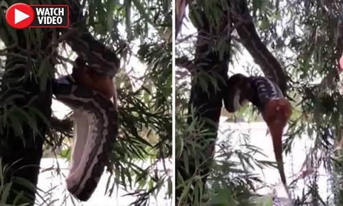 Con trăn thảm dài khoảng 3m, vừa treo ngược mình trên cây, liên tục thay đổi tư thế, vừa cố gắng nuốt chửng con chồn.