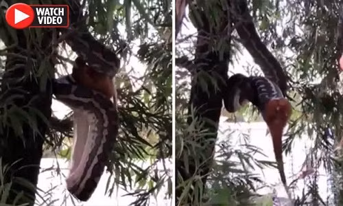 Con trăn thảm dài khoảng 3m, vừa treo ngược mình trên cây, liên tục thay đổi tư thế, vừa cố gắng nuốt chửng con chồn.