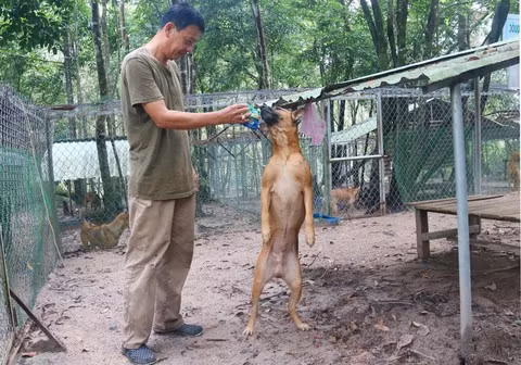 Bằng cách treo thưởng cho các tài xế xe ôm nên chỉ hơn 6 tháng ông đã tạo dựng được đàn chó xoáy “chính hiệu” 180 con trên đảo Ngọc. Sau vài tháng về với chủ mới, cả đàn chó đã ngã bệnh. Lúc này, ông Tuấn chạy vạy khắp nơi tìm tìm bác sĩ thú y nhưng ai nấy cũng… bó tay! Thế là tổng số vốn đầu tư 2 tỷ đồng đã bị thua lỗ hết.