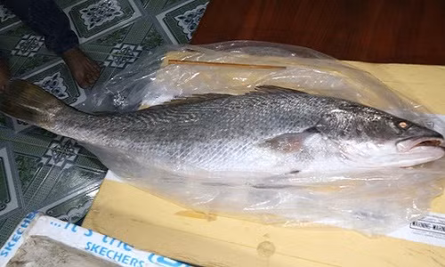 Con cá được nghi là cá sủ vàng Con cá được nghi là cá sủ vàng