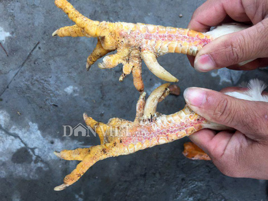 3. Gà 9 cựa bạch tạng đột biến gen ở Hải Dương Trang trại của anh Nguyễn Văn Phương ở xã An Lâm, huyện Nam Sách (Hải Dương) đang nhân nuôi thành công giống gà chín cựa trắng bạch tạng. Theo anh Phương, đây là các con gà "tiến Vua" có màu lông đột biến cực hiếm trên thị trường.