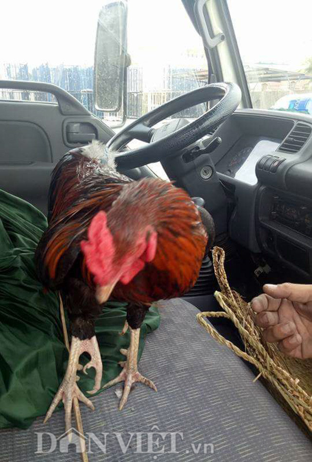 4. Gà trống 3 chân hiếm thấy chỉ bán để nuôi cảnh Chiếc chân thứ 3 của chú gà trống kỳ lạ được mọc ra từ chân phải có màu sắc và hình dáng gần giống với chân chính. Chủ nhân của chú gà trống này cũng cho biết, sẽ chỉ bán cho người để nuôi cảnh không được mang đi đá.