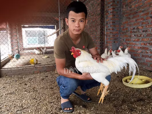 Chia sẻ thêm thông tin về loài gà đặc biệt này, anh Phương cho hay: “Sau nhiều năm nhân giống loài gà chín cựa "tiến vua", thời gian vừa qua tôi phát hiện trong đàn gà của mình có một số con có màu lông trắng đột biến. Mọi người trong gia đình cảm thấy rất bất ngờ và quyết giữ lại để nuôi nhân giống riêng và đến giờ đàn gà đã lên đến hàng chục con”.