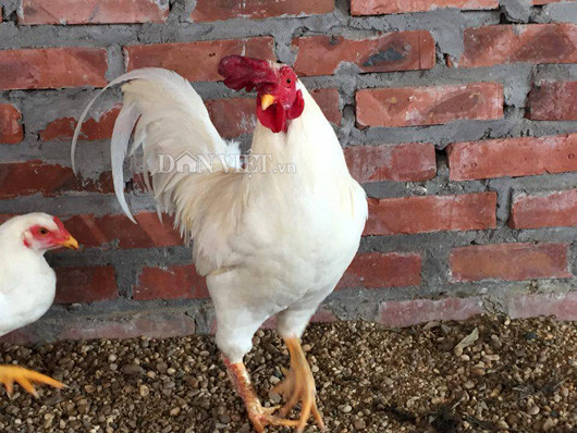 Anh Phạm Văn Tuấn, một chủ nuôi gà chín cựa lâu năm ở huyện Tân Sơn (Phú Thọ) cho rằng: “Tôi cũng từng nghe nói có giống gà chín cựa lông trắng (hay còn gọi là gà chín cựa bạch tạng) nhưng cũng chưa có cơ hội nuôi được. Đây là giống gà cực hiếm, nếu ai nuôi được thì người đó thực sự rất may mắn cần giữ lại và nhân giống cho mọi người cùng làm giàu”.