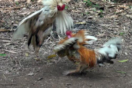 Theo chủ trước của con gà 4 chân, từ bé ở đầu hai cẳng chân của con gà này có cục u, như cụt thịt dư. Càng ngày cục u này càng phát triển có vảy và mọc một ngón. Sau thời gian chăm sóc, tôi nhận thấy chân phụ bên trái dài và có móng móc vào cựa nên tôi cắt bỏ để bớt vướng víu.