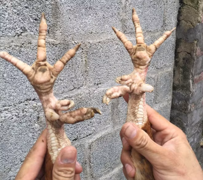 Theo anh Khánh, giống gà này nuôi rất khó. Một con gà mái đẻ được đàn gà cỡ chục con nhưng gà con hay chết dần chết mòn. Đàn 10 con, chỉ có 3 con sống đến lúc trưởng thành.