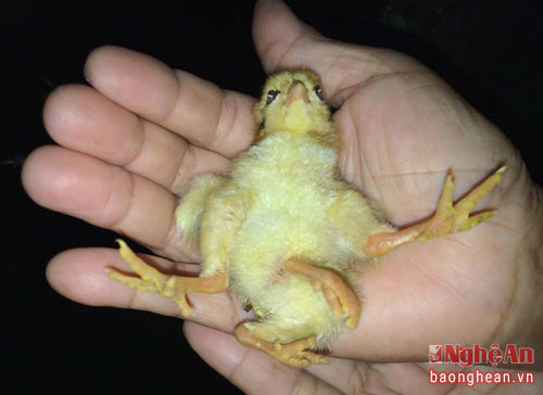 5. Gà bốn chân đặc biệt ở Nghệ An Một con gà vừa mới nở đã có 4 chân của gia đình bà Sầm Thị Phiên tại bản Mọn, xã Châu Quang, huyện Quỳ Hợp là câu chuyện đang thu hút người dân quan tâm