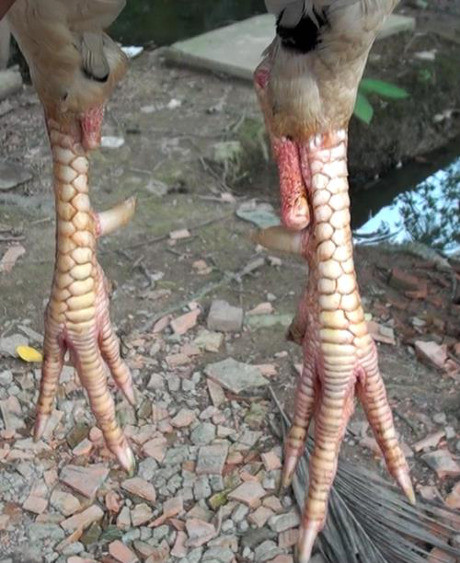 2. Gà trống bướm 4 chân hung hãn ở Cần Thơ Con gà trống bướm của anh Cường được 2 năm tuổi, cân nặng 2,3 kg, khỏe mạnh và không khác gì đồng loại ngoại trừ có đến 4 cái chân khiến nhiều người hiếu kỳ ở Cần Thơ kéo đến xem. Tuy nhiên khi để ý kỹ sẽ thấy trên mỗi chân của con gà này mọc ra một chân phụ nhỏ trông rất lạ. Anh Cường cho biết, nhận thấy năm nay là năm con gà nên tôi mua lại con gà này từ Hậu Giang với giá 5 triệu đồng với mong muốn cầu may mắn.