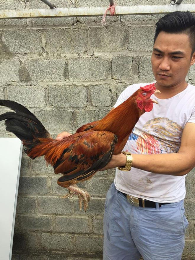 Con gà này có tính rất hiếu chiến. Bộ cựa cong vút nhưng nếu đánh nhau với con khác rất dễ gãy. Anh phải tách riêng để chăm sóc với một chế độ đặc biệt.