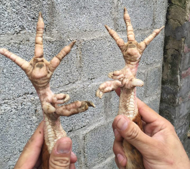 Theo anh Khánh, giống gà này nuôi rất khó. Một con gà mái đẻ được đàn gà cỡ chục con nhưng gà con hay chết dần chết mòn. Đàn 10 con, chỉ có 3 con sống đến lúc trưởng thành.