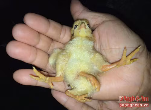 5. Gà bốn chân đặc biệt ở Nghệ An Một con gà vừa mới nở đã có 4 chân của gia đình bà Sầm Thị Phiên tại bản Mọn, xã Châu Quang, huyện Quỳ Hợp là câu chuyện đang thu hút người dân quan tâm