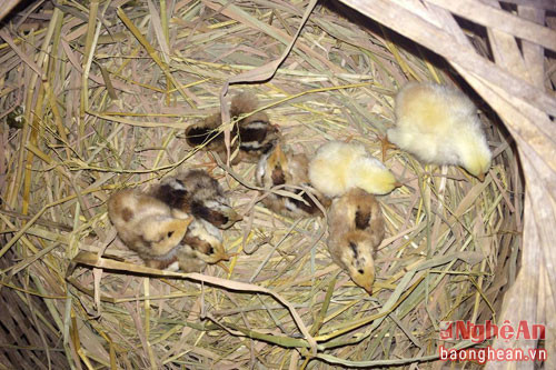 Bà Sầm Thị Phiên (bản Mọn – Châu Quang) cho biết, sau khi bà ra thăm chuồng gà thì phát hiện, trong số 8 con gà mới nở có một chú gà có đến 4 cái chân. “Con gà đặc biệt này có bộ lông màu vàng thuộc giống gà ta, ngoài hai chân chính thì nó còn có “hai chân” mọc phía sau”, bà Phiên kể. Nghe tin, nhiều người dân đã đến nhà gia đình bà Phiên để tận mắt “ngắm” chú gà đặc biệt này. Theo bà Phiên, mặc dù có đến 4 chân nhưng gà vẫn khỏe mạnh bình thường. (Theo: Báo Nghệ An)