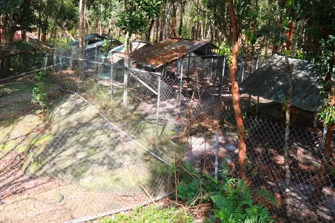 Theo lời ông Tuấn, con nào leo trèo tốt huấn luyện leo trèo, còn nào chạy và bơi tốt đưa vào chuồng đua, còn nào đi vòng vòng đưa bảo vệ dự án, chuồng heo rừng… Tất cả những con chó ở đây đều được phân công lao động.