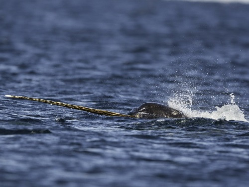 Chiếc sừng thật ra là một chiếc răng nối dài. Ảnh: Shutterstock.