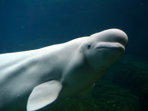 Một chú cá voi trắng tại Viện Hải dương học Vancouver, Canada. Ảnh: Shutterstock.