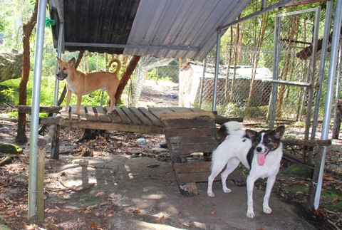 Theo lời ông Tuấn, huấn luyện chó là một hệ thống quy trình bởi cần phải lựa chọn bố mẹ khi lai tạo, chia khu để chăm sóc, nuôi dưỡng… Tốt nhất là 1,5 năm nuôi là cho phối giống và sau khi sinh được 20 ngày bắt ra khỏi hang để đưa vào khu vực chăm sóc.