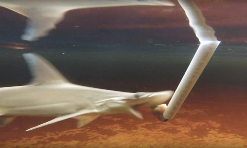 Một con Bonnethead vội vàng xơi ngay món trái cây - Ảnh: THE INDEPENDENT