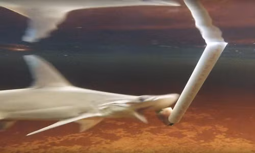 Một con Bonnethead vội vàng xơi ngay món trái cây - Ảnh: THE INDEPENDENT