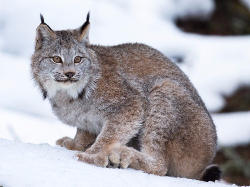 Linh miêu Canada có những chiếc giày đi tuyết tự nhiên. Ảnh: Shutterstock.