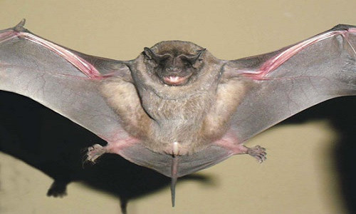 Một loài dơi mặt chó thuộc họ Molossidae. Ảnh: pinterest.com