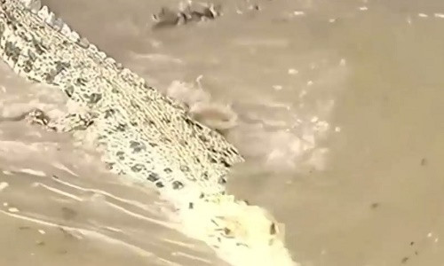 Cá sấu trắng khó sống tới tuổi trưởng thành vì bị loài khác tấn công.