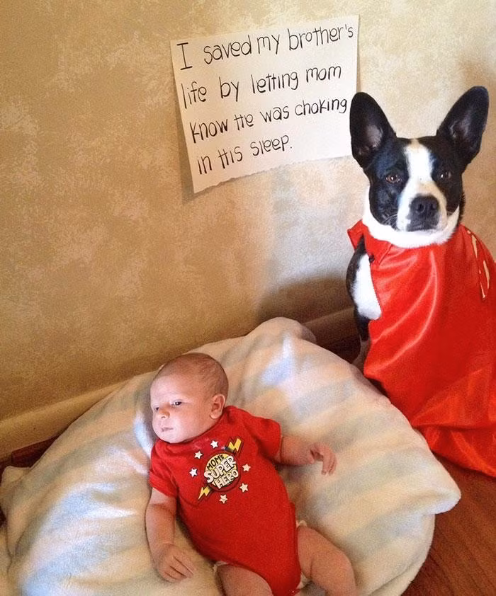 Mới đây trên trang mạng boredpanda, cư dân mạng đã thay nhau chia sẻ hàng loạt câu chuyện và hình ảnh về những chú chó dũng cảm đứng ra bảo vệ chủ nhân lúc nguy cấp, thậm chí là bị thương hay phải chịu đau đớn, nhưng những chú chó cũng chưa bao giờ có ý nghĩ bỏ rơi chủ nhân của mình. Cậu bé kháu khỉnh mặc bộ đồ màu đỏ trong hình có tên Benjamin, một buổi tối muộn, trong lúc đang nằm mơ, Benjamin không may đã bị nghẹn, chú chó có tên Aby đã tìm cách gọi được mẹ của Benjamin đến và cứu em kịp thời.