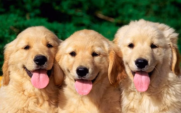 Có những chú chó đáng giá cả chiếc xe hơi (vài trăm triệu đồng)