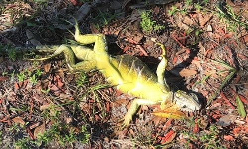 Đám cự đà tưởng rằng đã chết lại hồi sinh.