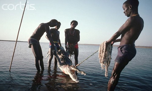 Thịt hà mã và cá sấu không chỉ là món ăn khoái khẩu của cư dân bộ tộc, mà nó còn là thứ thịt ngon để đãi khách.