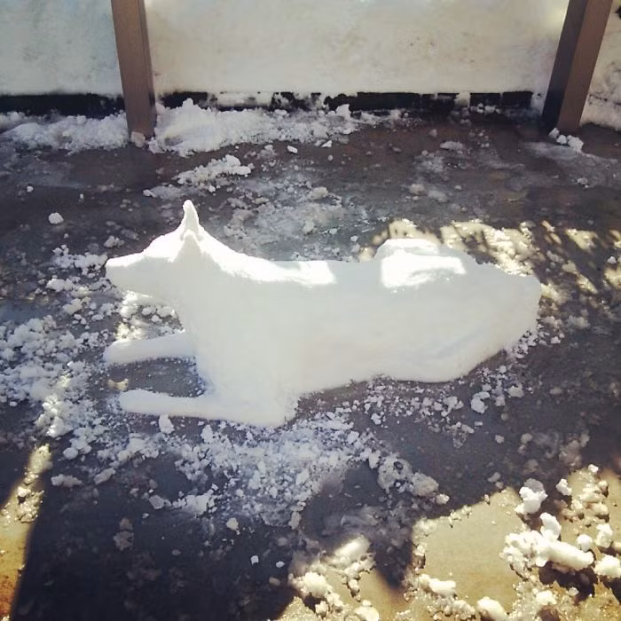 Chú chó giả mà như thật