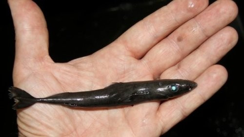  Sinh vật tí hon chỉ được tìm thấy trong khu vực giới hạn thuộc biển Caribe, ngoài khơi Colombia. Cá mập Etmopterus perryi có khả năng phát sáng để săn mồi. Rõ ràng là dù có bé nhỏ đến thế nào, loài cá mập này vẫn "võ trang" đầy người.