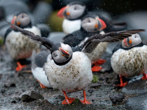 Tên gọi puffin có được là do chúng trông giống những quả bông đầy lông. Ảnh: Reuters/Nigel Roddis.