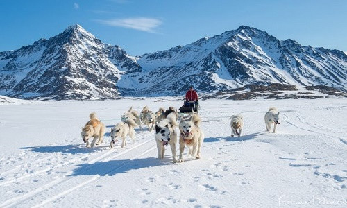 Xe chó kéo là phương tiện di chuyển chủ yếu ở Greenland.