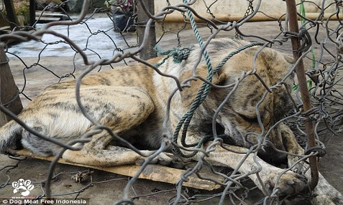 Có thể nhìn thấy nỗi sợ hãi cùng cực trong mắt của những chú chó.