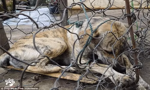 Có thể nhìn thấy nỗi sợ hãi cùng cực trong mắt của những chú chó.