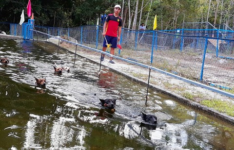 Địa hình trường đua được thiết kế mang tính hoang dã với những thử thách như: băng rừng, lội suối, vượt rào… được huấn luyện bởi nhưng huấn luyện viên chuyên nghiệp. Những chú chó xoáy được chăm sóc và nuôi dưỡng với những chế độ đặc biệt.