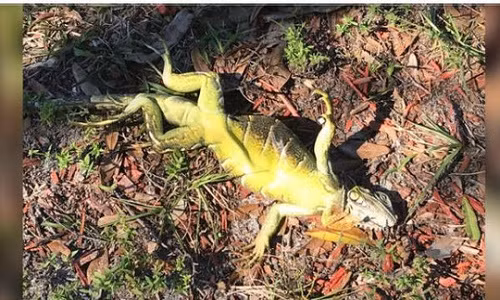 Kỳ nhông tê cứng và rớt xuống đất. Ảnh: CBS News