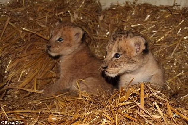 Những chú sư tử con đều bị giết hại vì không thể bán hoặc trao đổi.