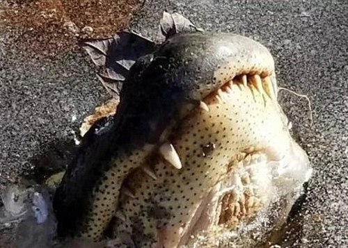 Cá sấu ngừng hoạt động, rơi vào trạng thái giống như ngủ đông, tuy nhiên, chúng vẫn phải thở, do đó, chúng vươn mõm lên, chỉ để lộ chiếc mũi lên trên lớp băng mỏng.