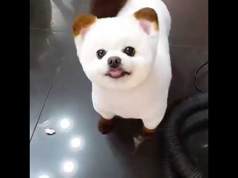 Ngoài ra, còn nhiều điều thú vị về loài chó, Kiến Thức sẽ bật mí cho bạn. Những con chó có thể chết vì ăn socola, chỉ chưa đến 100g chocolate là bạn cũng có thể khiến một chú chó nhỏ tử vong.