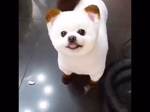 Ngoài ra, còn nhiều điều thú vị về loài chó, Kiến Thức sẽ bật mí cho bạn. Những con chó có thể chết vì ăn socola, chỉ chưa đến 100g chocolate là bạn cũng có thể khiến một chú chó nhỏ tử vong.