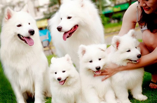 Để thực hiện nghiên cứu, các nhà khoa học đã đi sâu tìm hiểu khả năng nhận thức của động vật, để những con chó tương tác với robot "thân thiện" tương tự như cách chúng giao tiếp với con người.