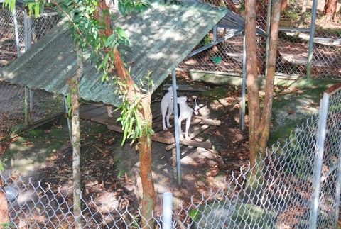 Không nên nghĩ bảo tồn để làm giàu vì nếu không may loài chó quý, nguồn gen tốt sẽ bị mai một. Điều cấm kị là chó không để trùng huyết thống nên mỗi con sẽ được đánh số, thuộc chuồng nào