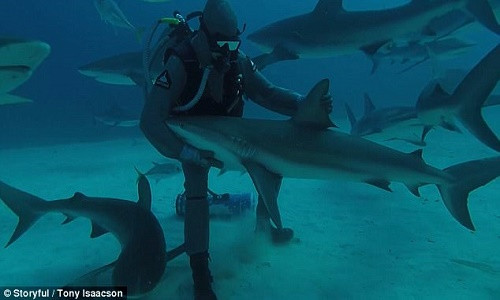 Con cá mập bị thôi miên giữa đại dương.