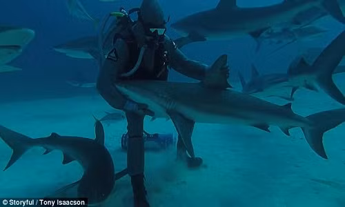 Con cá mập bị thôi miên giữa đại dương.