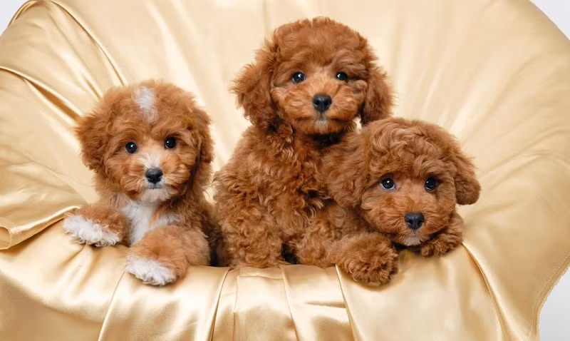 Chó thường dùng đuôi che lấy mũi vào mùa đông bởi đây là cách giúp chúng giữ ấm cơ thể.