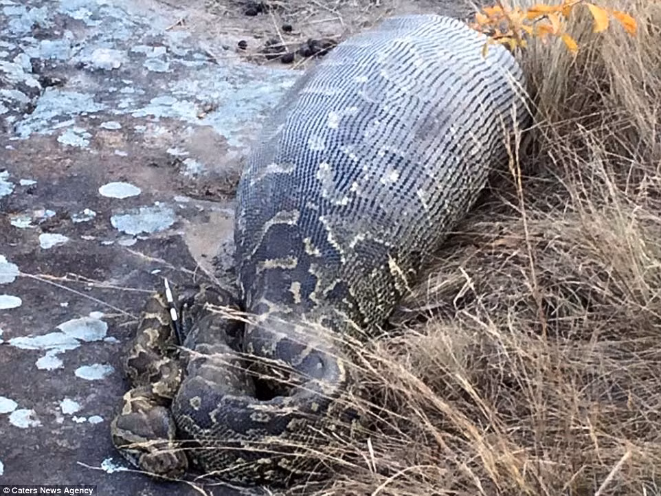 Con trăn được cho là rơi xuống từ một mỏm đá khiến những chiếc gai nhím đâm vào nội tạng.