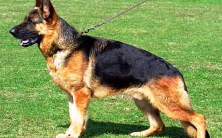 German Shepherd (chó chăn cừu Đức) có giá 6.500 USD. Giống chó này thân hình "vạm vỡ" và rất thông minh, trung thành, có khả năng học hỏi và tuân thủ mệnh lệnh cao. Chúng thường được nuôi để hỗ trợ cho lực lượng cảnh sát và quân sự.